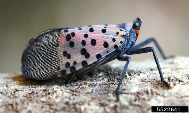 Spotted_Lanternfly_2.jpg