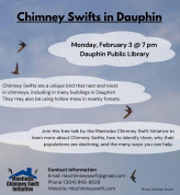 Chimney Swifts Library.jpg