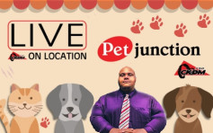 Darnell Pet Junction.jpg