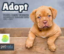 Pet Valu Adopt a thon.jpg