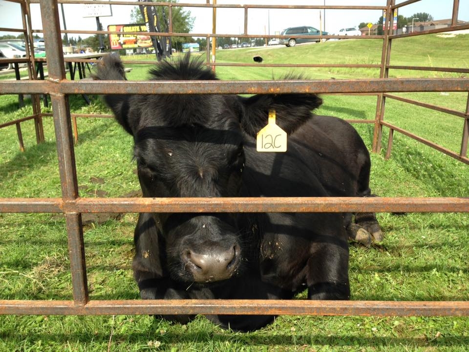 a cow from heifer day in Dauphin