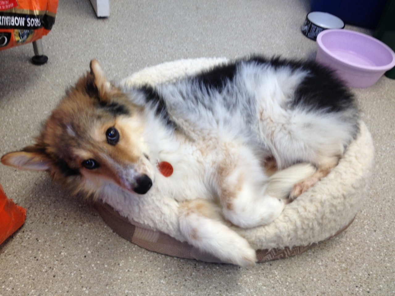 Mini Sheltie X, Shep. Photo Credit: Cam Bennet