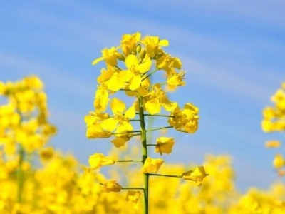 Canola Council on Tariffs