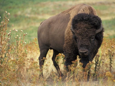 Bison Hunt Busted In Russell-Binscarth RM