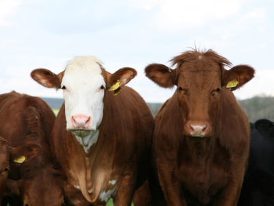 Beef & Forage Days In The Parkland