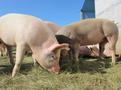 Chinese Pork Tariffs Impact MB Market